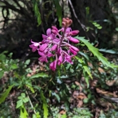 Dipodium roseum (Rosy Hyacinth Orchid) at Micalong Gorge - 21 Jan 2024 by Wildlifewarrior80