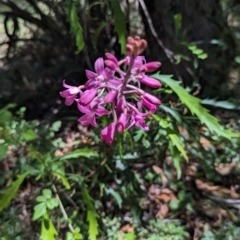 Dipodium roseum (Rosy Hyacinth Orchid) at Wee Jasper, NSW - 21 Jan 2024 by brettguy80