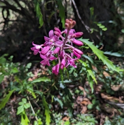 Dipodium roseum (Rosy Hyacinth Orchid) at Micalong Gorge - 21 Jan 2024 by Wildlifewarrior80
