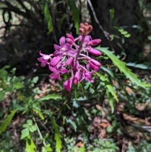 Dipodium roseum at Micalong Gorge - 21 Jan 2024