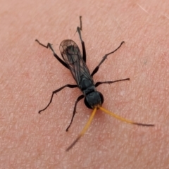 Unidentified Wasp (Hymenoptera, Apocrita) at Watson, ACT - 23 Jan 2024 by AniseStar