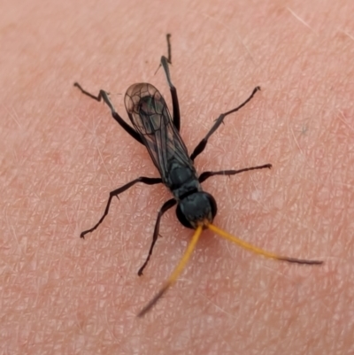 Unidentified Wasp (Hymenoptera, Apocrita) at Watson, ACT - 23 Jan 2024 by AniseStar