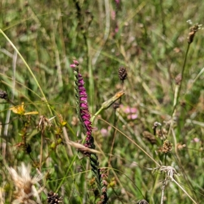 Spiranthes australis (Austral Ladies Tresses) at Wee Jasper, NSW - 21 Jan 2024 by brettguy80