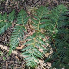 Pteridium esculentum (Bracken) at Bondo State Forest - 27 Dec 2023 by brettguy80