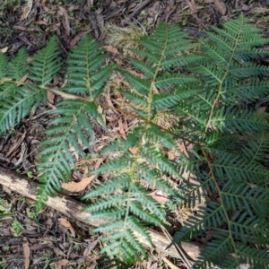 Pteridium esculentum at Micalong Gorge - 28 Dec 2023 10:18 AM