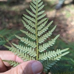 Pteridium esculentum at Micalong Gorge - 28 Dec 2023 10:18 AM