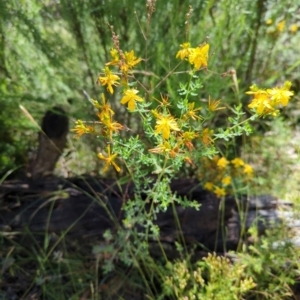 Hypericum perforatum at Micalong Gorge - 28 Dec 2023