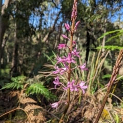 Dipodium roseum (Rosy Hyacinth Orchid) at Micalong Gorge - 27 Dec 2023 by brettguy80