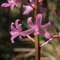 Dipodium roseum at Micalong Gorge - 28 Dec 2023