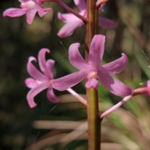 Dipodium roseum at Micalong Gorge - 28 Dec 2023