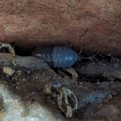 Armadillidium vulgare (Slater bug, woodlouse, pill bug, roley poley) at Watson, ACT - 23 Jan 2024 by AniseStar