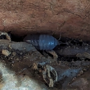 Armadillidium vulgare at Watson, ACT - suppressed