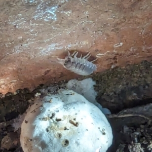 Armadillidium vulgare at Watson, ACT - suppressed