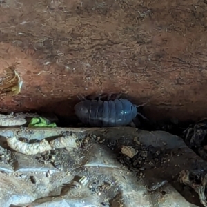 Armadillidium vulgare at Watson, ACT - suppressed