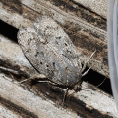 Philobota philostaura (A Concealer moth (Philobota group)) at Hughes, ACT - 22 Jan 2024 by LisaH