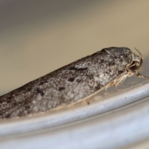 Philobota philostaura at Hughes, ACT - suppressed