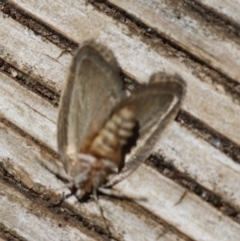 Philobota philostaura at Hughes, ACT - suppressed