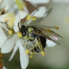 Lasioglossum sp. (genus) (Furrow Bee) at Hughes, ACT - 23 Jan 2024 by LisaH