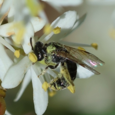 Lasioglossum sp. (genus) (Furrow Bee) at Hughes, ACT - 23 Jan 2024 by LisaH