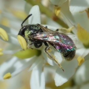 Lasioglossum sp. (genus) at Red Hill to Yarralumla Creek - 23 Jan 2024 02:21 PM