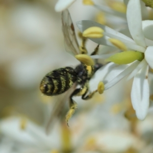 Lasioglossum sp. (genus) at Red Hill to Yarralumla Creek - 23 Jan 2024