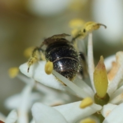 Lasioglossum sp. (genus) at Red Hill to Yarralumla Creek - 23 Jan 2024