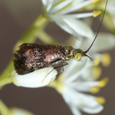 Nemophora sparsella (An Adelid Moth) at Hughes, ACT - 23 Jan 2024 by LisaH
