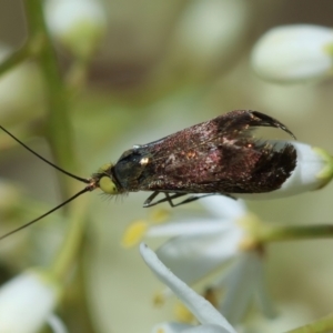 Nemophora sparsella at GG165 - 23 Jan 2024 02:28 PM