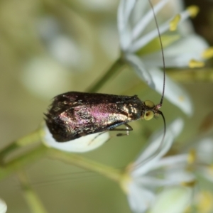 Nemophora sparsella at GG165 - 23 Jan 2024