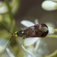 Nemophora sparsella at GG165 - 23 Jan 2024 02:28 PM