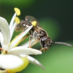 Lasioglossum sp. (genus) (Furrow Bee) at Hughes Grassy Woodland - 22 Jan 2024 by LisaH