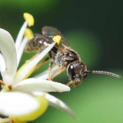 Lasioglossum sp. (genus) (Furrow Bee) at Hughes, ACT - 22 Jan 2024 by LisaH