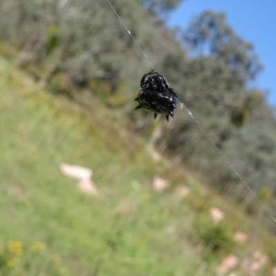 Austracantha minax (Christmas Spider, Jewel Spider) at Isaacs Ridge and Nearby - 20 Jan 2024 by Mike
