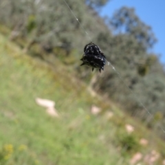 Austracantha minax (Christmas Spider, Jewel Spider) at Isaacs Ridge NR (ICR) - 20 Jan 2024 by Mike