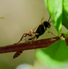 Unidentified Wasp (Hymenoptera, Apocrita) at Red Hill to Yarralumla Creek - 22 Jan 2024 by LisaH