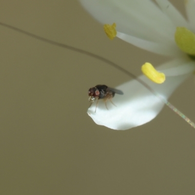 Unidentified True fly (Diptera) at Hughes Grassy Woodland - 23 Jan 2024 by LisaH