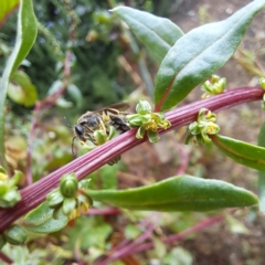 Lasioglossum (Chilalictus) sp. (genus & subgenus) (Halictid bee) at Watson, ACT - 22 Jan 2024 by abread111