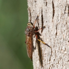 Unidentified Robber fly (Asilidae) at Hackett, ACT - 18 Jan 2024 by Pirom