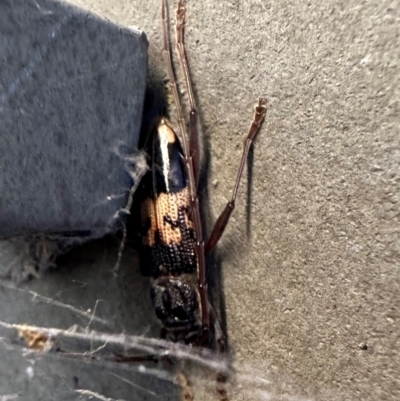 Phoracantha semipunctata (Common Eucalypt Longicorn) at Commonwealth & Kings Parks - 21 Jan 2024 by Pirom