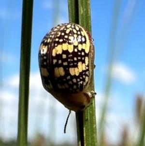 Paropsis pictipennis at Lake Burley Griffin Central/East - 23 Jan 2024 03:52 PM