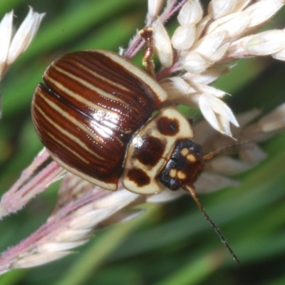 Paropsisterna lignea (Lignea leaf beetle) at Kosciuszko National Park - 20 Jan 2024 by Harrisi