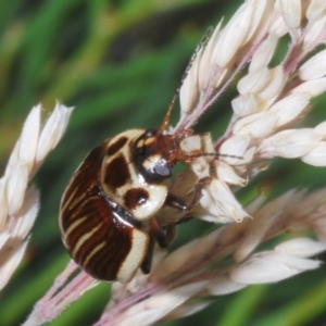 Paropsisterna lignea at Kosciuszko National Park - 20 Jan 2024