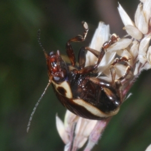 Paropsisterna lignea at Kosciuszko National Park - 20 Jan 2024