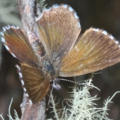 Neolucia agricola (Fringed Heath-blue) at Wilsons Valley, NSW - 19 Jan 2024 by Harrisi