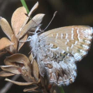 Neolucia agricola at Kosciuszko National Park - 20 Jan 2024