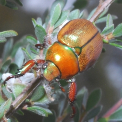 Anoplognathus suturalis (Centreline Christmas beetle) at Wilsons Valley, NSW - 20 Jan 2024 by Harrisi