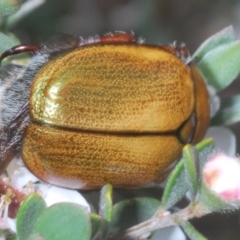 Anoplognathus suturalis at Kosciuszko National Park - 20 Jan 2024