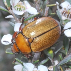 Anoplognathus suturalis at Kosciuszko National Park - 20 Jan 2024