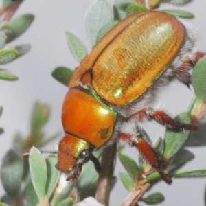 Anoplognathus suturalis at Kosciuszko National Park - 20 Jan 2024