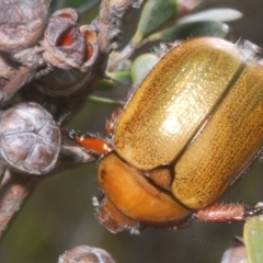 Anoplognathus suturalis at Kosciuszko National Park - 20 Jan 2024